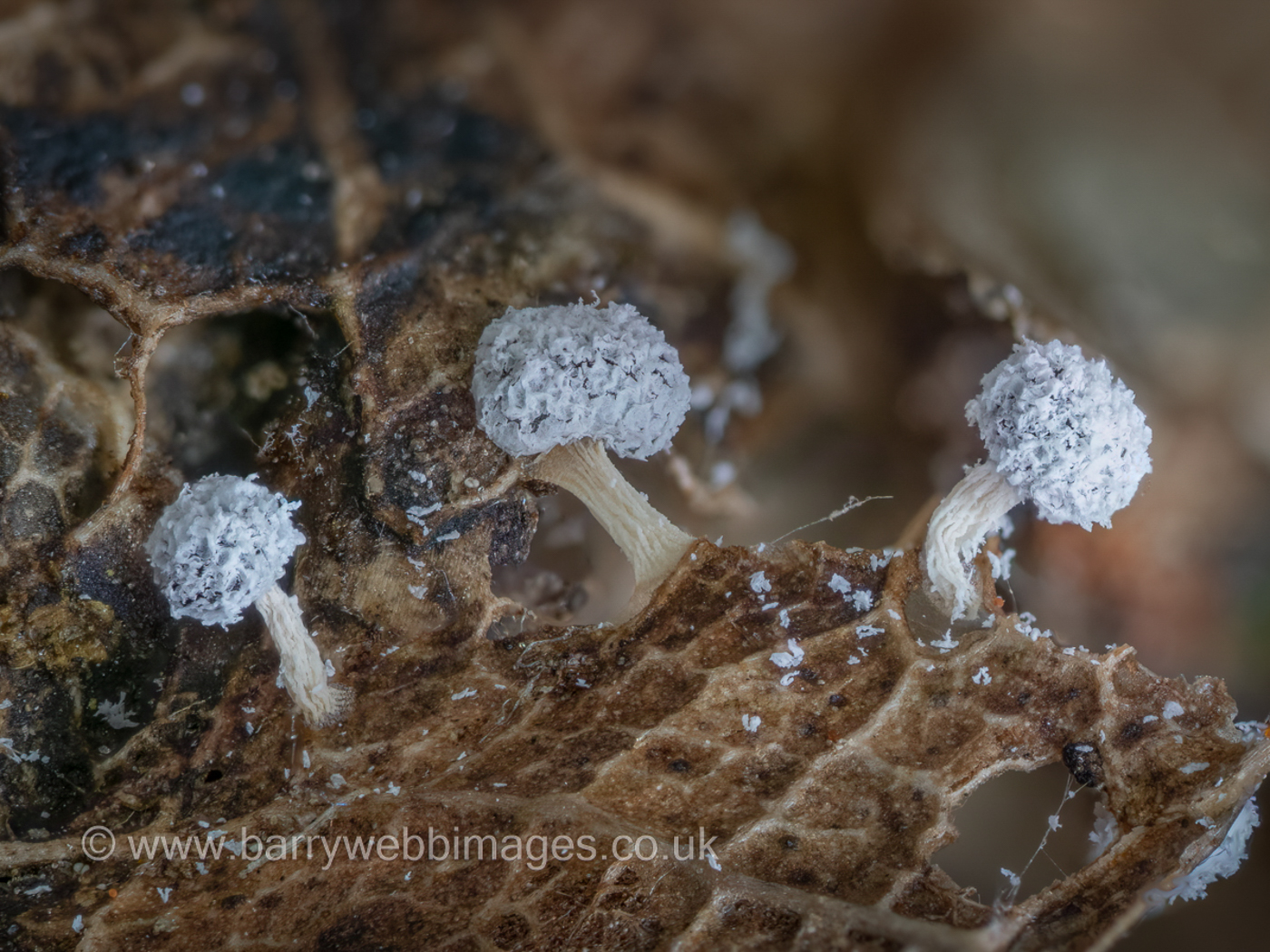 Photo © Barry Webb Didymium squamulosum by Barry Webb